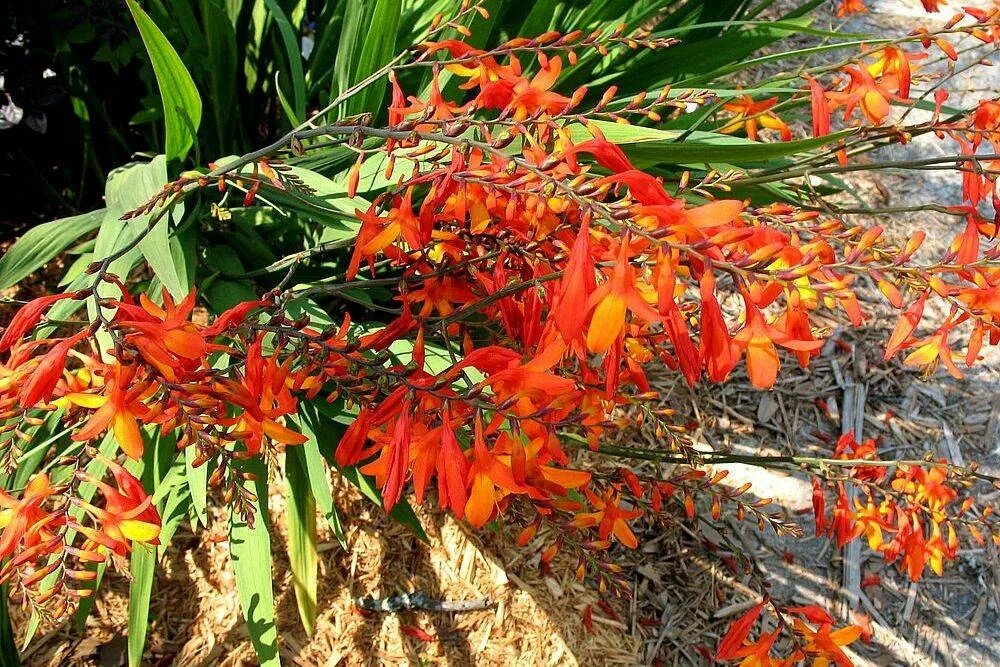 Крокосмия (Crocosmia). Крокосмия Джордж Дэвидсон. Крокосмия Red King. Крокосмия Баттеркап.