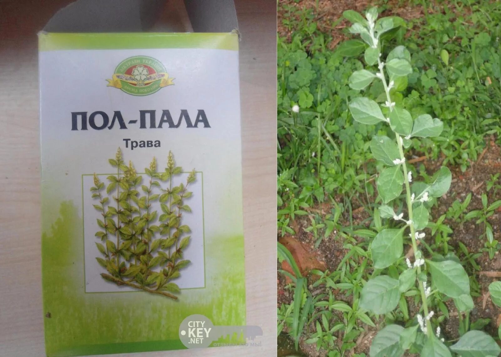 Пол пола польза