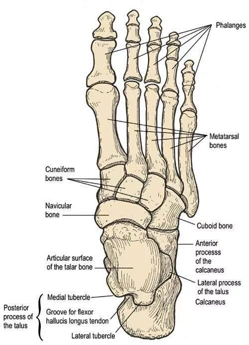 Фаланги стопы. Feet Anatomy Bones.