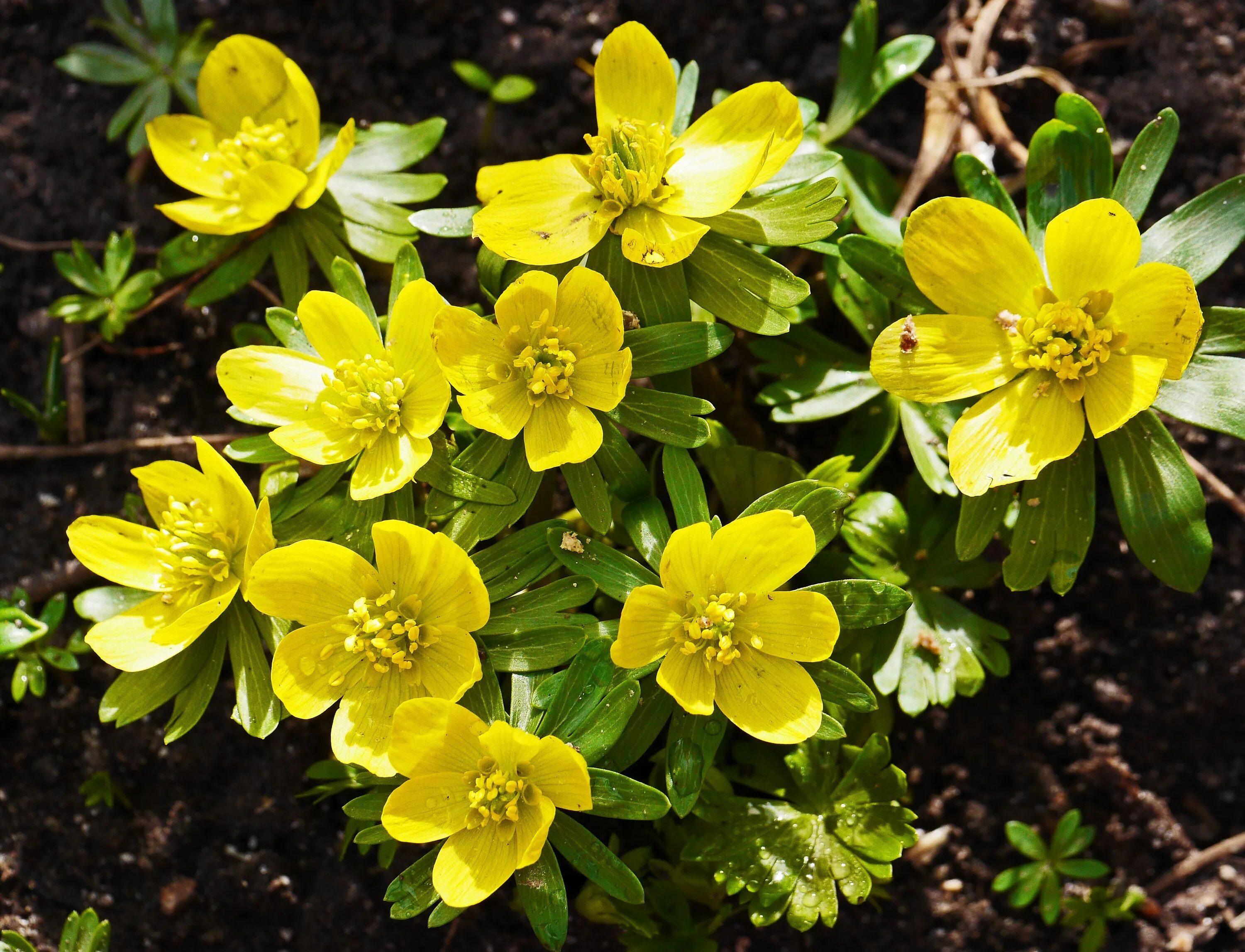 Первоцвет норвежский. Цветок Сахалинский первоцвет. Желтые цветочки ранние весенние. Сахалинский первоцвет фото.