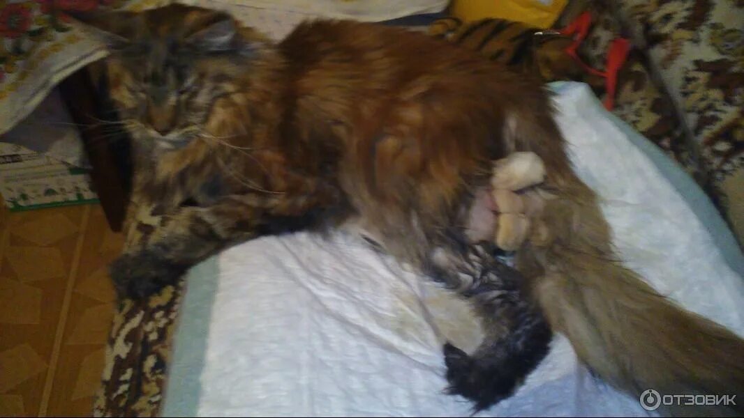 Кот мейн кун. Ориентал и мейн кун метис. Мейн-кун. Мейн кун котенок. Мейн кун беременность.