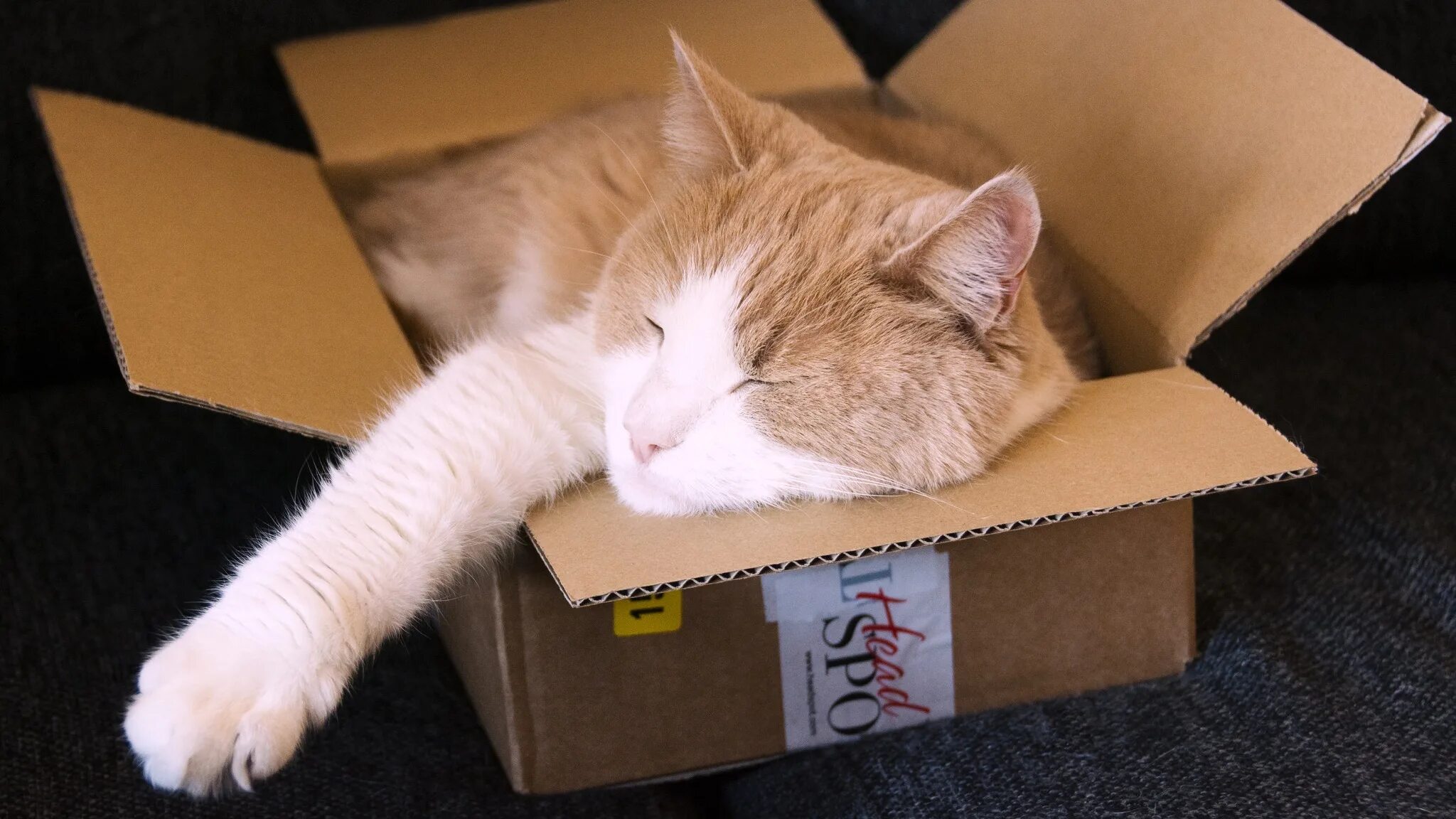 Кошка в картонной коробке. Кот ест коробку. Кот в маленькой коробке. Кот ест коробку. Кошки в коробках.