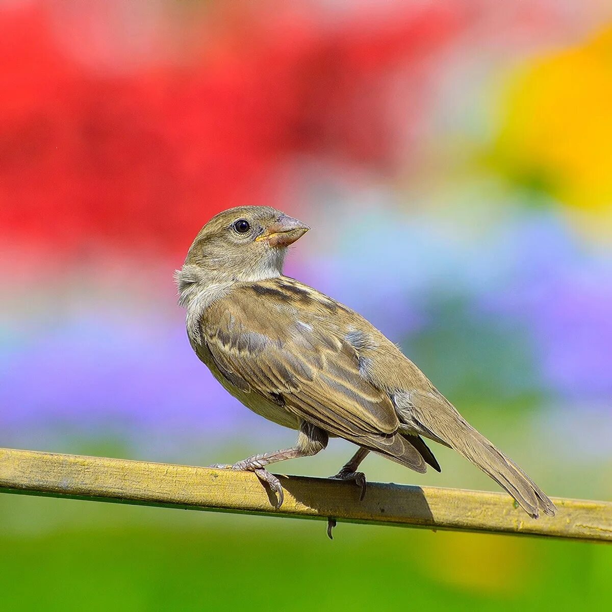 Породы Воробьев. Воробей. Виды Воробьев. Воробей подвиды. Birds in russia