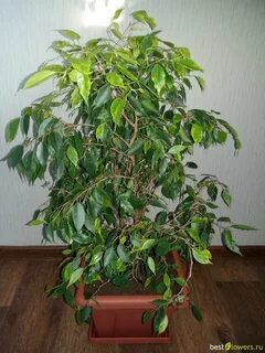 Фикус бенджамина сорта