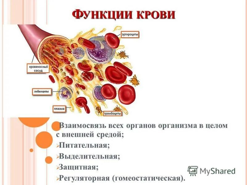 8 функций крови