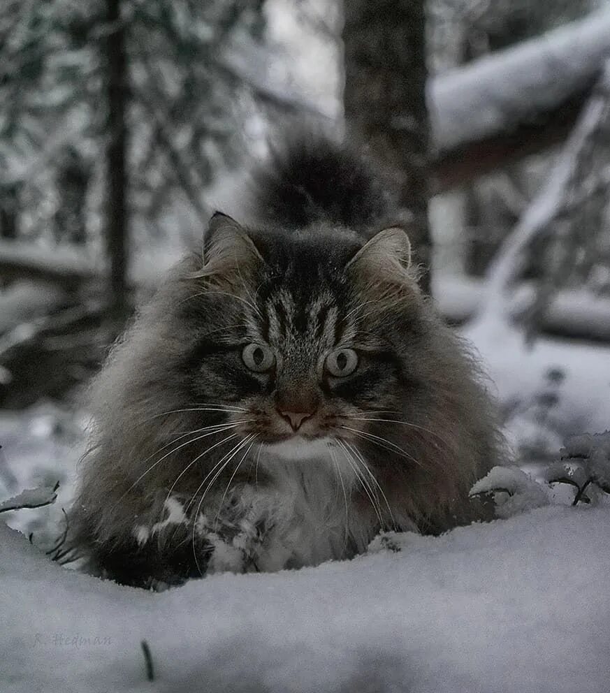 Лес пушистых. Норвежский лесной кот. сибирский лесной кот. финская лесная кошка. канадский лесной кот.