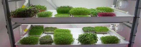 Школа микрозелени
