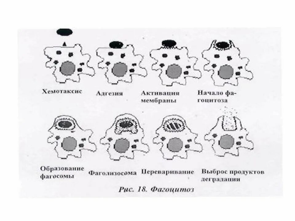 Схема этапов хемотаксиса и фагоцитоза. Схема фагоцитоза в иммунологии. Стадии фагоцитоза схема. Фазы фагоцитоза схема.