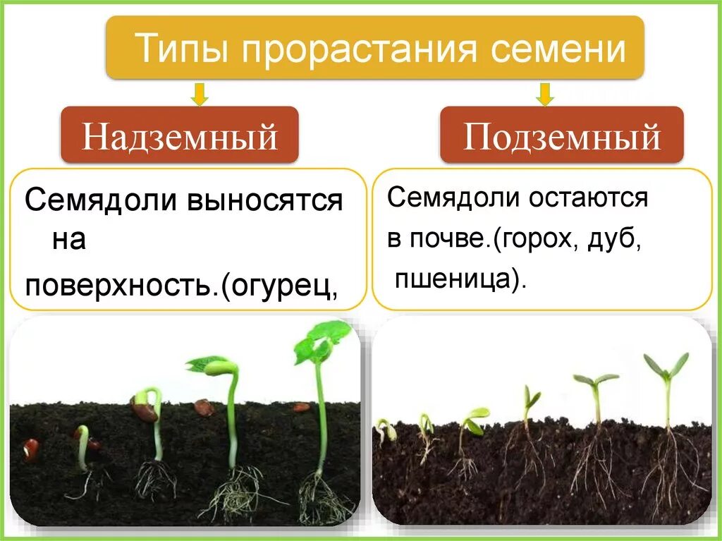 Влияние какого условия развития проростков. Подземный Тип прорастания семени. Типы прорастания семян. Надземное и подземное прорастание семян. ИИП прорастания семени.