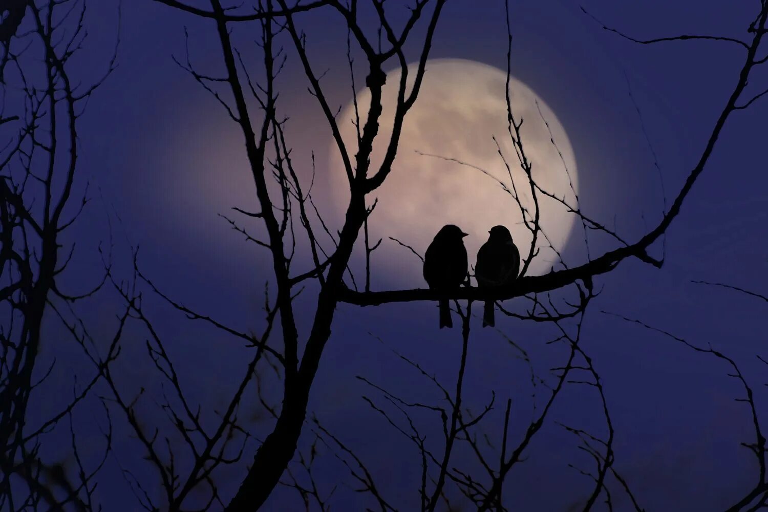 Ночные птицы. Птички ночью. Луна и птицы. Птицы спят ночью.