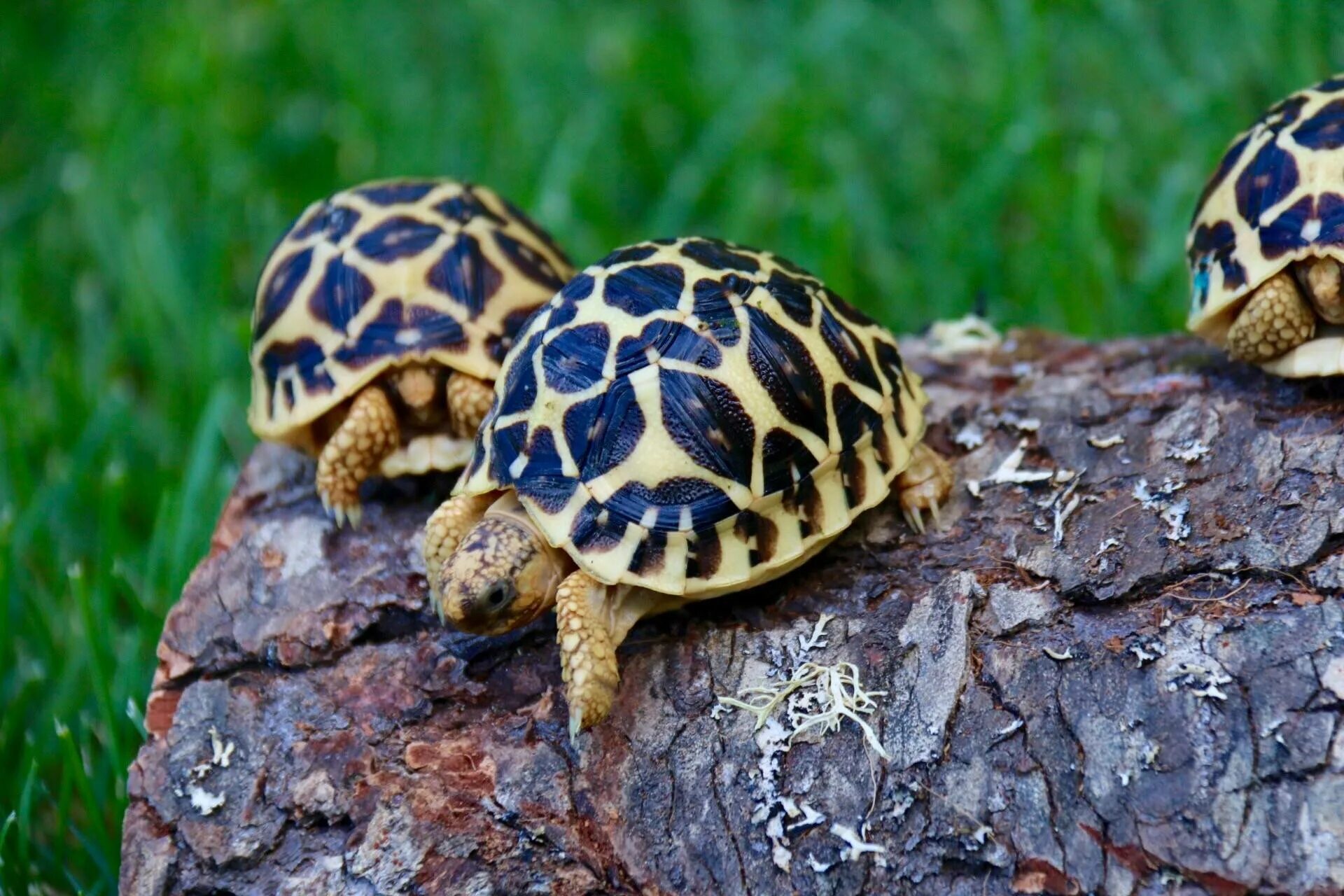 Черепаха редкие виды. Окаймлённая сухопутная черепаха. Черепашонок сухопутной черепахи. Звездчатая черепаха. Суматранская черепаха.