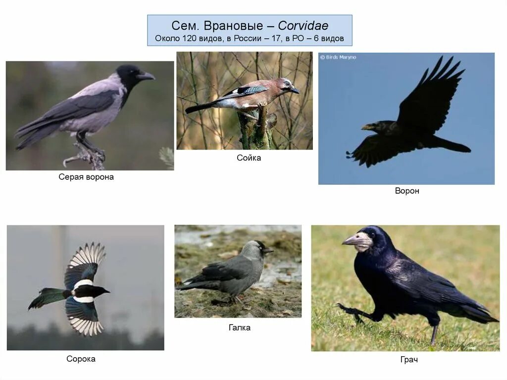 Галки семейство врановых. Семейство врановые - Corvidae. Сойка врановые. Ворона ворон сорока Галка и Грач.