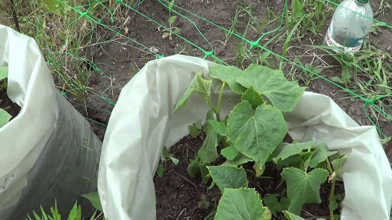 Посадка огурцов видео. Огурцы в мешках. Огурцы в мешках в теплице. Огурцы в мешках в открытом грунте. Полив огурцов в мешках.