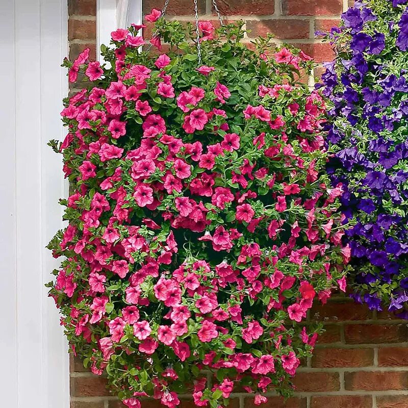 петуния каскадная. ампельные петуньи фото. петуния plush f1 deep pink. вегетативная петуния мелкоцветковая. калибрахоа фуксия.