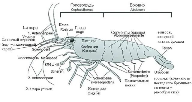 К какой группе организмов относится креветка. Строение креветки. Внешнее строение креветки. Анатомия креветки. Креветка строение тела.