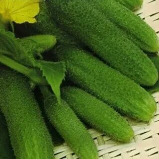 Сорт огурца альпака