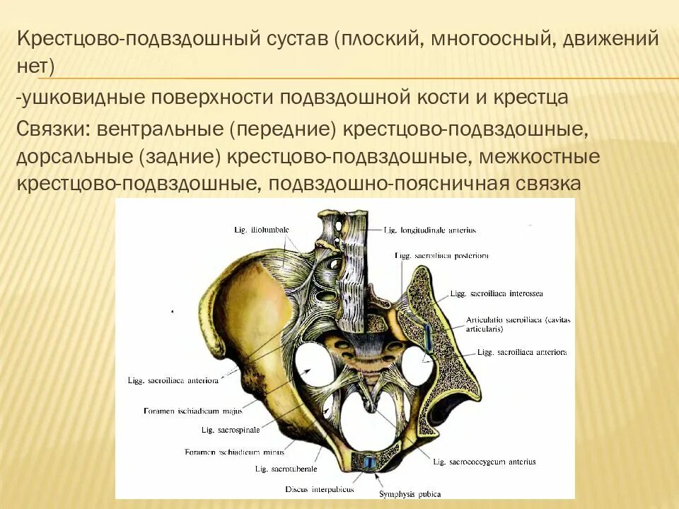 Крестцово подвздошный латынь. Кости образующие крестцово-подвздошный сустав. крестцово-подвздошный сустав поверхности. крестцово-подвздошный сустав по форме суставных поверхностей. крестцово-подвздошный сустав оси движения.
