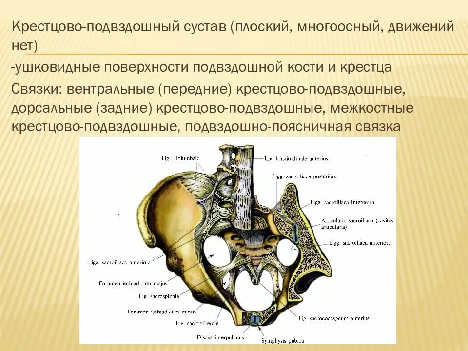 Крестец подвздошная кость. Связочный аппарат крестцово-подвздошных сочленений. Ушковидный отросток подвздошной кости. Крестцово-подвздошный сустав. Лобковый симфиз.