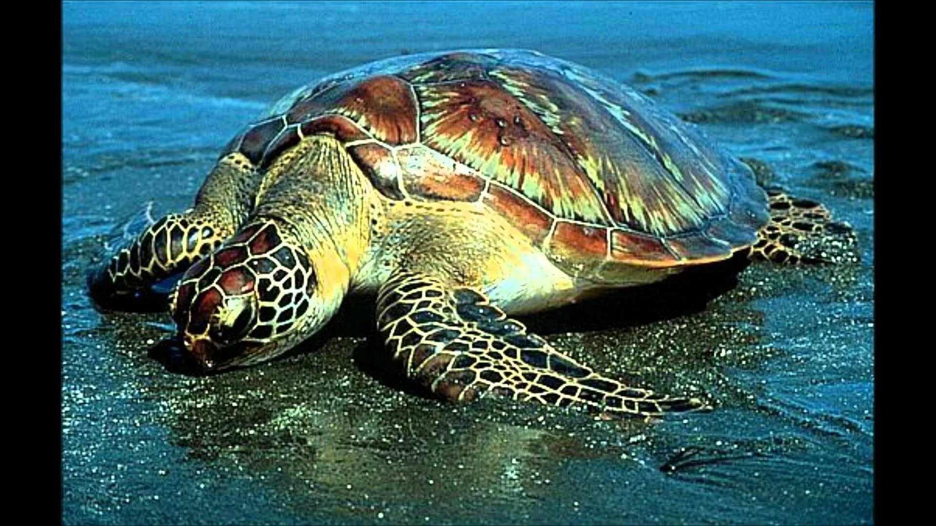 К какой группе относятся морские черепахи. Зеленая морская черепаха. Зеленая суповая черепаха. Водная черепаха морская. Мангровая черепаха.