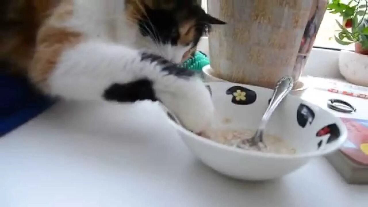 Еда для кошек. Кот в каше. Кот ест гречку. Кошки едят кашу. Коты едят кашу.