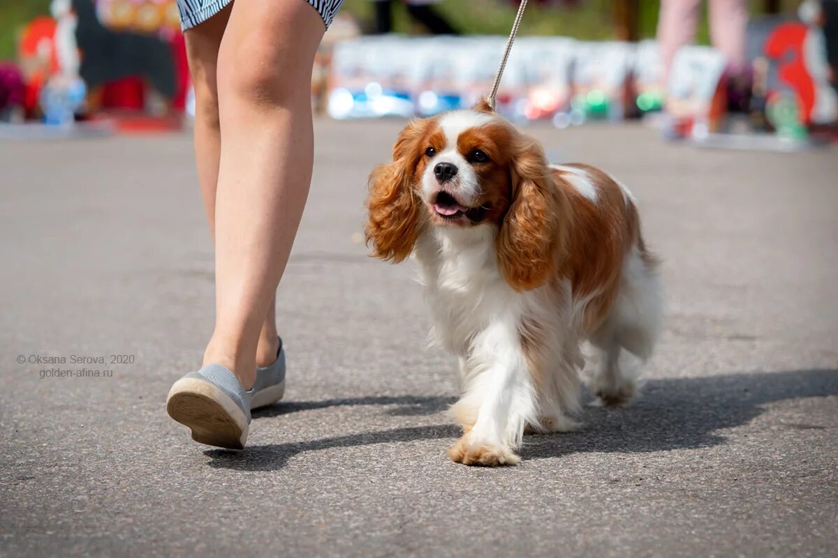 Кавалер иркутск. Королев кинг чарльз спаниель. Егунов артист. Перекус у кавалер кинг чарльз спаниель. Кавалер-кинг-чарльз-спаниель беби фейс.