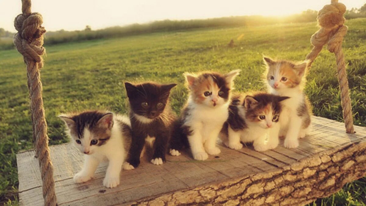 У маши живут 5 котят. Пятеро котят. Пять котят. Котенок на качелях. Много котят.