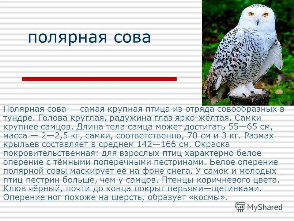 В какой природной зоне обитает белая сова. Полярная Сова сообщение 4. Полярная Сова доклад. Полярная Сова сообщение 4 класс окружающий мир. Полярная Сова информация для 4 класса.