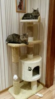 Брать кота в дом