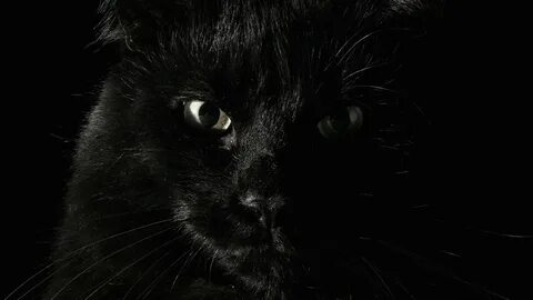 Сайт черного кота