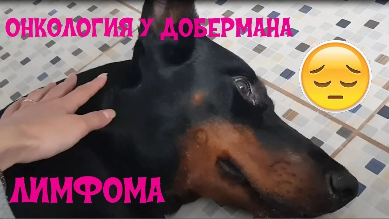 У собаки воспалился лимфоузел. Воспаление лимфоузлов у добермана. лечение онкологии доберманов. у собаки воспалены лимфоузлы.