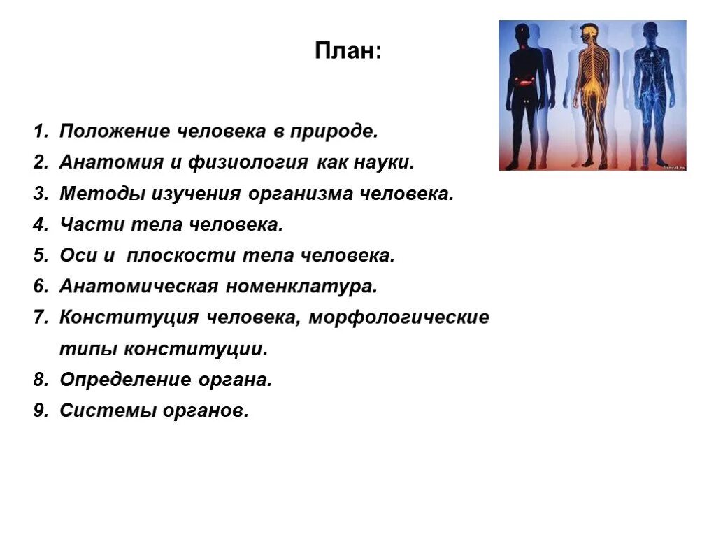 Исследования тела человека. План изучения анатомии человека. Положение человека в природе. Положение человека в природе анатомия. Анатомия и физиология положение человека в природе.