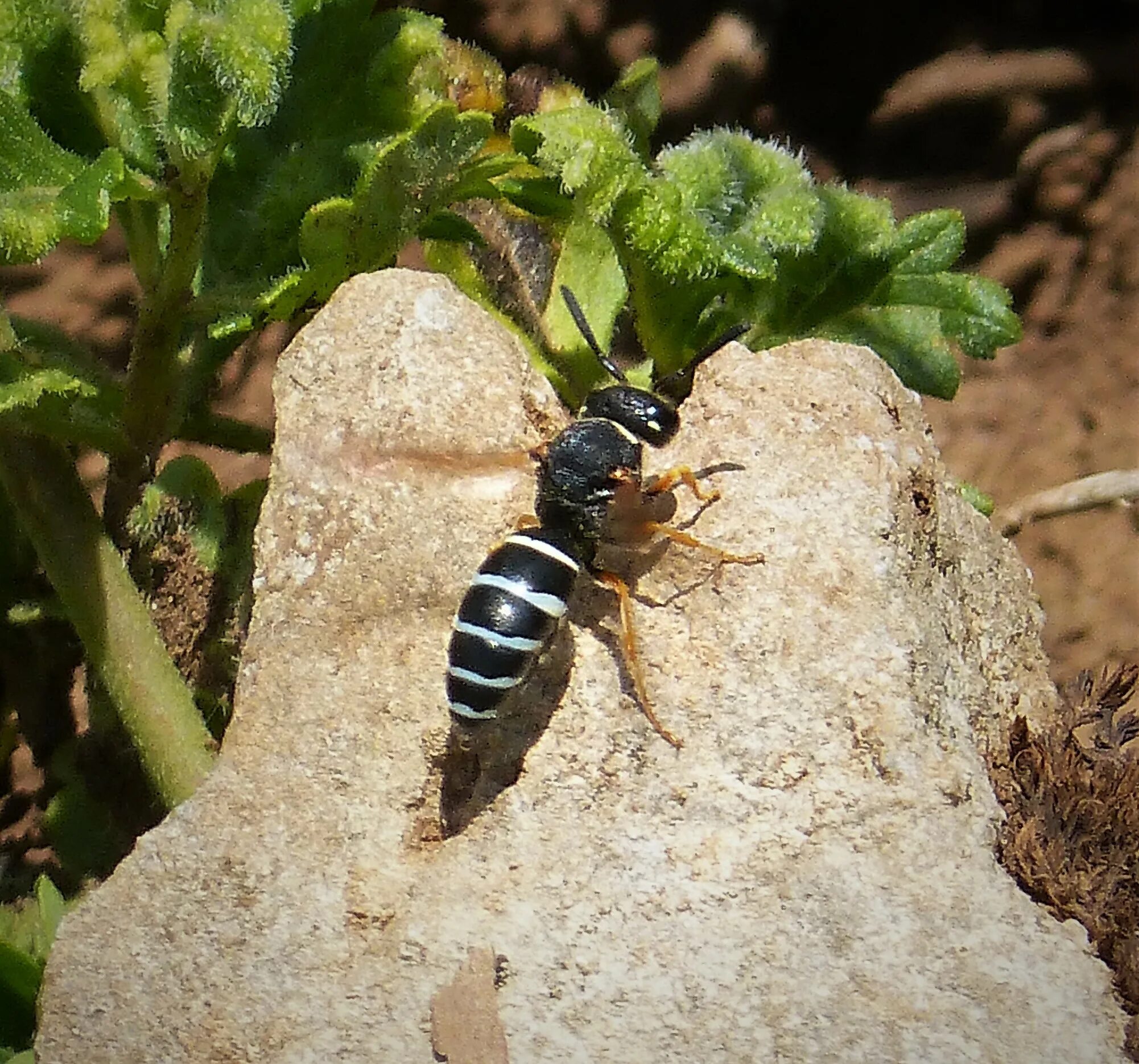 Включи одинер. Одинер толстоусый. Одинер. Одинеры. Odynerus spinipes.