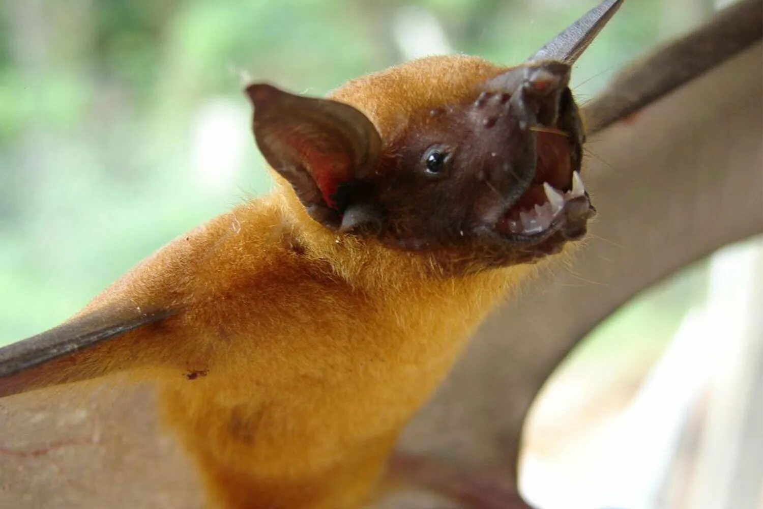 Интересный факт я наполовину плотоядная летучая мышь. Длинноязыкий листонос. Длинноязыкий листонос. Bat летучая мышь. Землеройковидный листонос.