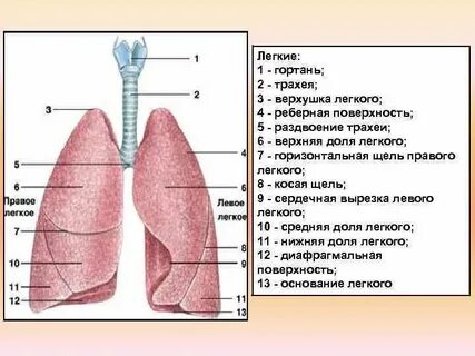 Сердечная вырезка левого легкого на латинском