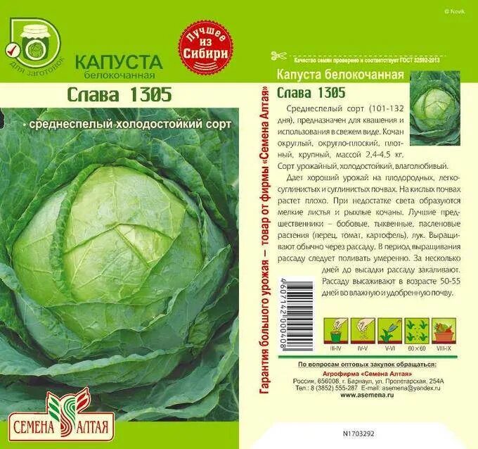 Капуста слава характеристика и описание. Капуста Слава 1305 семена. Слава 1305 капуста описание сорта. Капуста белокочанная среднеспелая Слава. Капуста Слава 1305 характеристика и описание сорта.