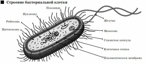 Бактерия неодушевленное