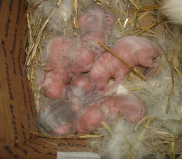 рацион кормления кроликов декоративных. кролики едят кабачки. рацион питания кроликов. рацион питания декоративного кролика. рацион питания для кроликов дек.