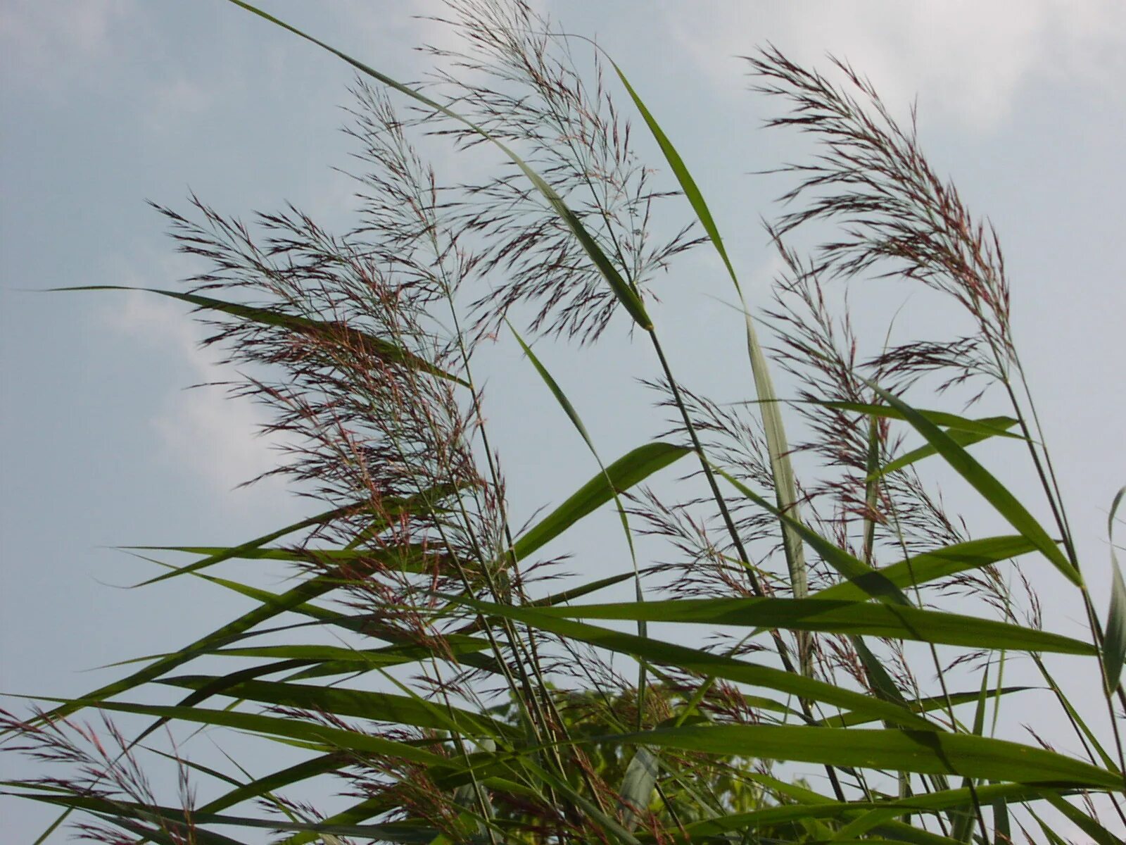 Тростник южный. Тростник phragmites Australis. Тростник Южный phragmites Australis. Тростник Южный обыкновенный. Тростник Южный (phragmítes Austrális).