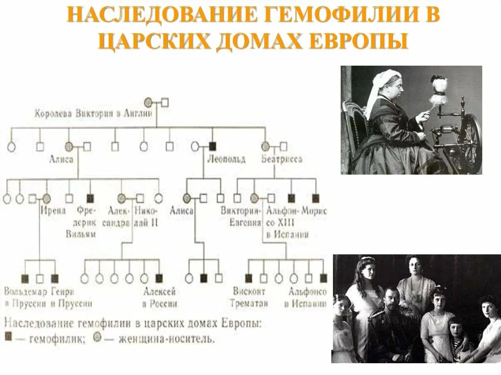 Родословная королевы Виктории наследование гемофилии. Генеалогическое Древо королевы Виктории гемофилия. Родословная Романовых гемофилия. У человека классическая гемофилия наследуется как