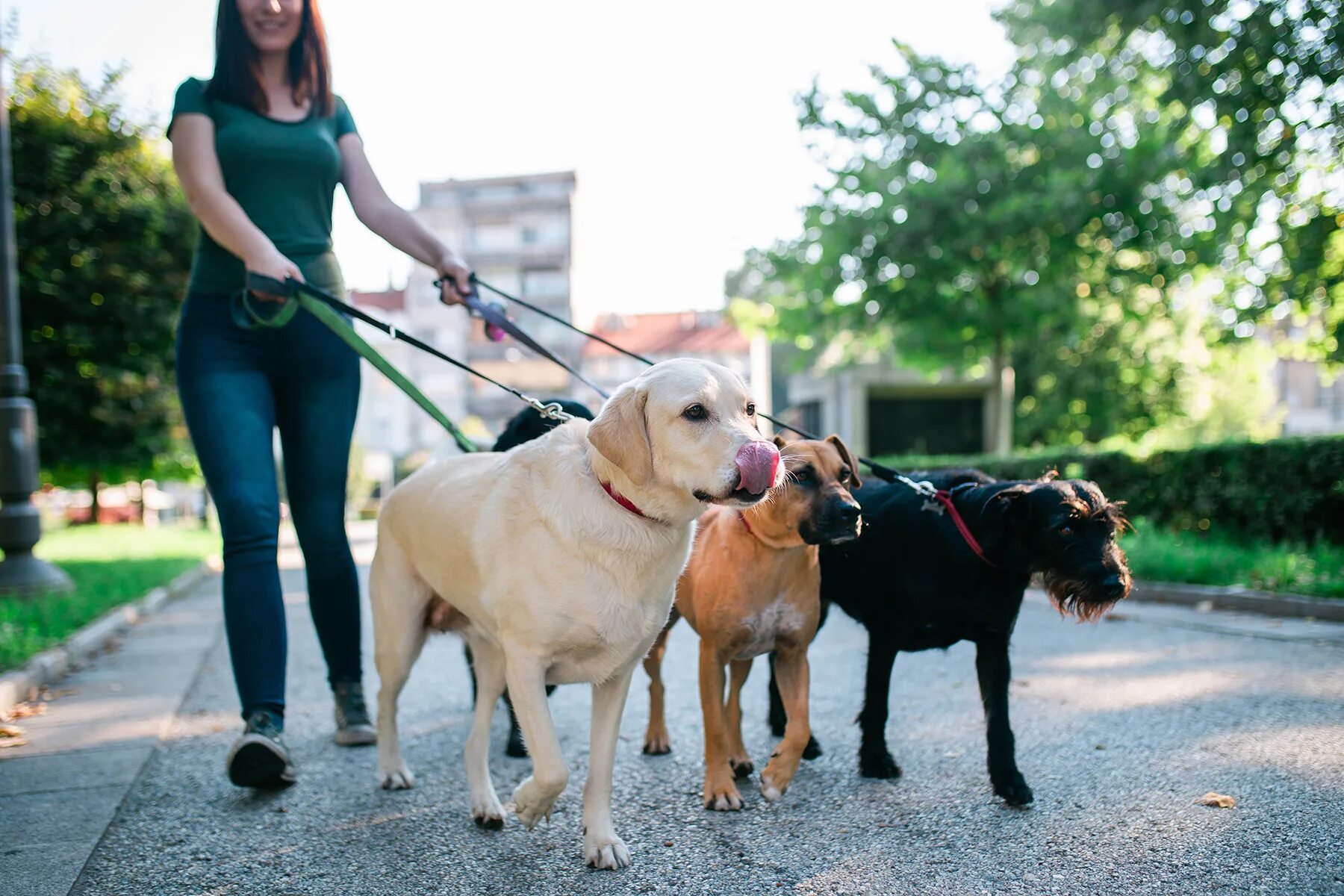 Walking pet. Дог Волкер. Прогулка с собакой. Выгульщик собак. Гулять с собакой.