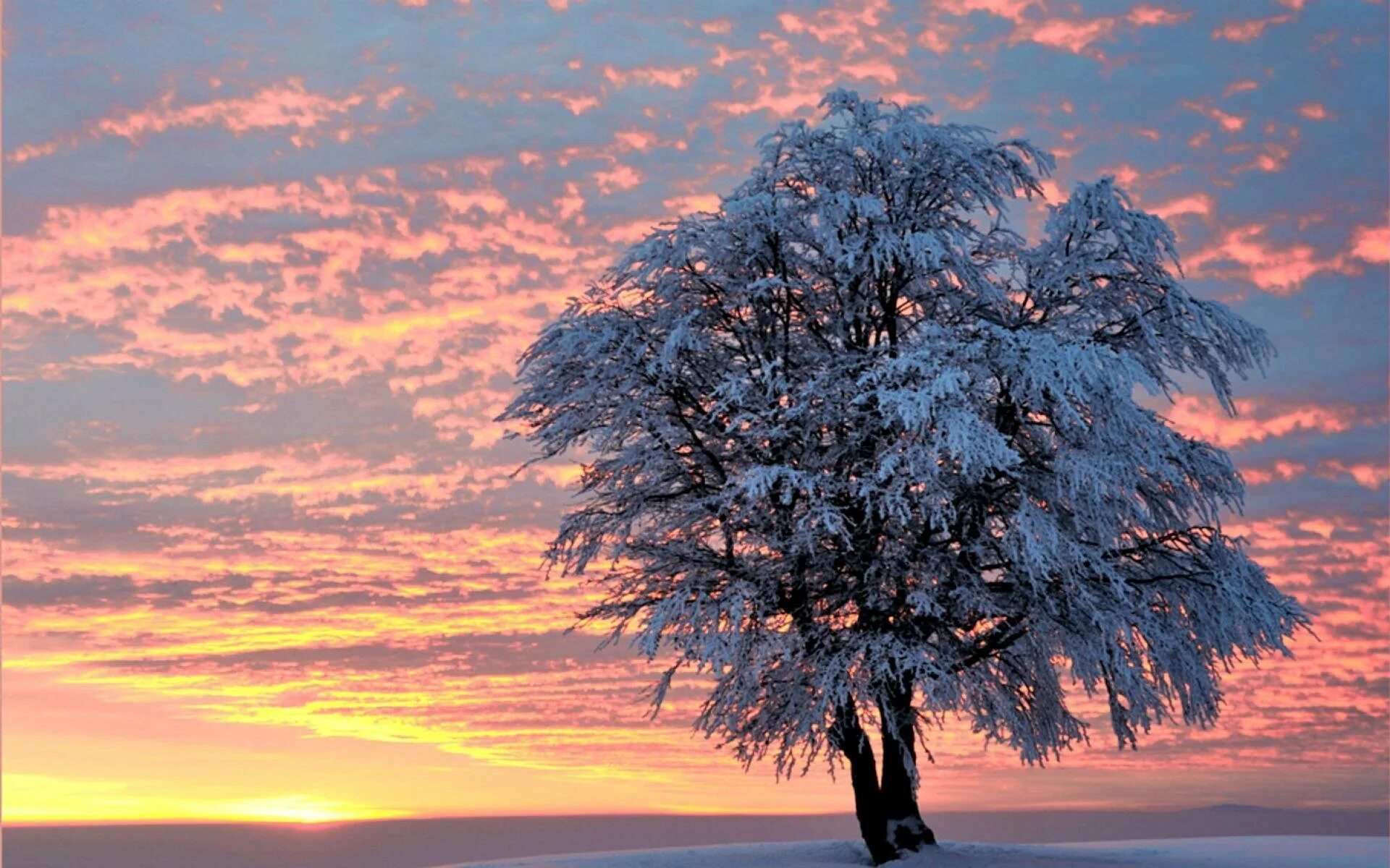 Зимнее дерево. Деревья в снегу. Красивое развесистое дерево. Красивые деревья зимой.
