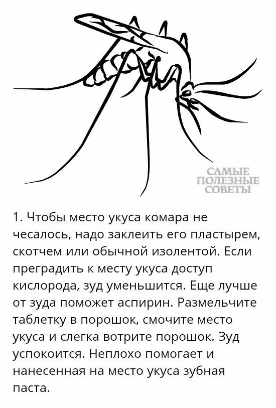 Сколько укусов комаров. Что делать если укусил комар. Что делать после укуса комара. Почему зудит укус комара.