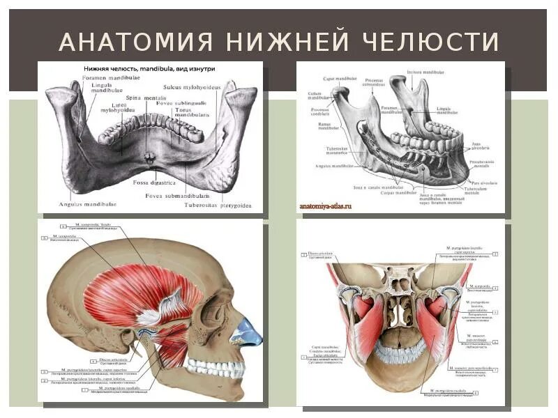 Тестирование и коррекция зубов Так как корень зуба соединяется с альвеолярной ко
