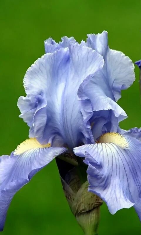 Ирис пинк пантер. Ирис опт. Ирис hollandica. Ирис бородатый степпинг аут. Цветок ирис касатик.