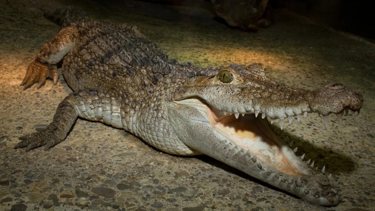 Включи про крокодилов. Включи про крокодилов. Включи про крокодилов. Крокодил аллигатор кайман. Нильский крокодил.