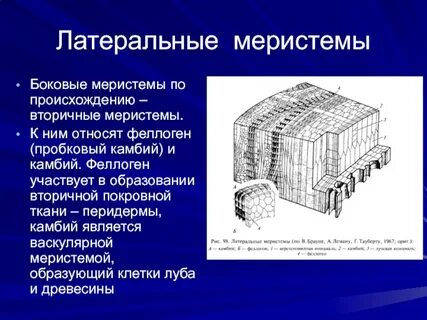 Возникновение вторичных