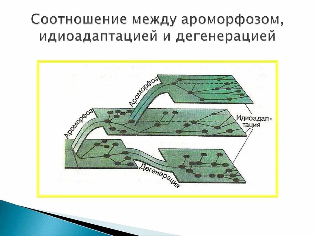 Примеры ароморфоза и дегенерации. Ароморфоз идиоадаптация дегенерация. Эволюционные изменения ароморфоз идиоадаптация дегенерация. Северцов схема ароморфоз идиоадаптация дегенерация. Схема соотношений между ароморфозом идиоадаптацией и дегенерацией.