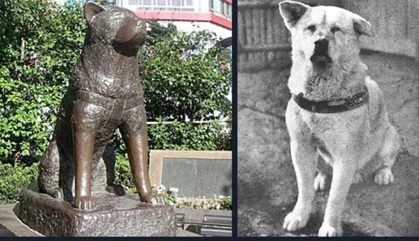Преданность собаки Хатико. Хатико символ верности и преданности. Хатико умерший