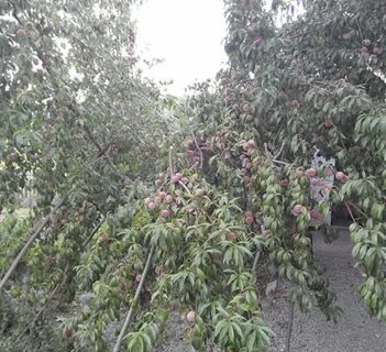 Персик воронежский кустовой