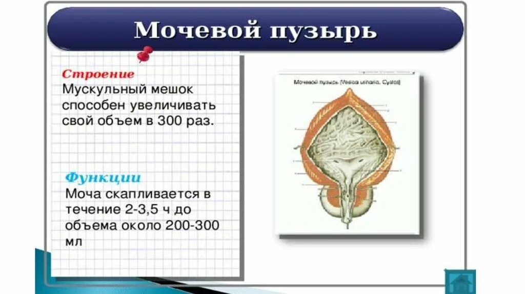 Размер мочевого пузыря у мужчин. Какую функцию выполняет мочевой пузырь. Мочевой пузырь строение и функции. Строение функционирования мочевого пузыря. Функции мочевого пузыря анатомия.